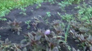 Растение Амарант выращиваем семенами | Полезные свойства Амаранта