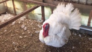 Индюк Белый Широкогрудый. Вес тушки в 6 месяцев.