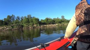 ВОТ ЭТО КАБАНЫ ТУТ КЛЮЮТ! OSP Dunk 48F - ловля окуня и щуки. Окунь на спиннинг - рыбалка на Вятке