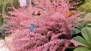 Барбарис тунберга Фламинго ? обзор: как сажать, саженцы барбариса Фламинго