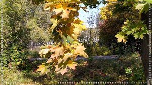 Золотая осень. Осеннее настроение. Музыка осени. Релакс