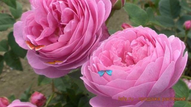 Роза парковая Гертруда Джекилл (gertrude jekyll) ? обзор: как сажать, саженцы розы Гертруда Джекилл смотреть онлайн