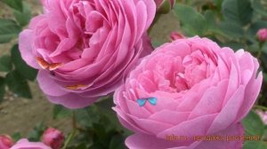 Роза парковая Гертруда Джекилл (gertrude jekyll) ? обзор: как сажать, саженцы розы Гертруда Джекилл