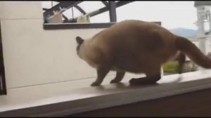 Cat Jump Fail _ Supercat