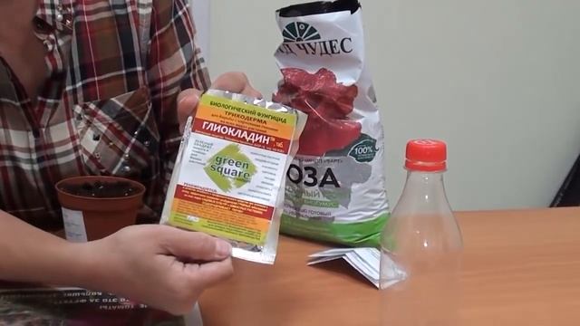 Как укоренить розы из букета. Сайт "Садовый мир"