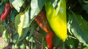 Крупноплодный перец 2021 ч. 2.  Помпео, Клаудио, Омброне, Игало, Вася Василек, Алкмар, Какаду