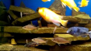 Цихлидник 450л (природа)