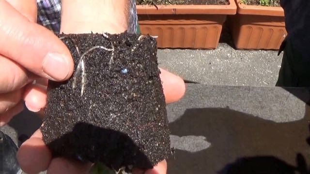 Tuto Jardinage:Comment bouturer un brugmansia (datura) смотреть онлайн