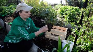 Рододендрон: выбор места, правильная посадка, подготовка почвы. Все секреты ухода