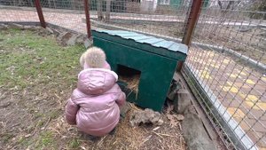 Ангелина РУГАЕТ ЕНОТА чтобы он не обижал котят!