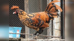 #Павловские_куры Pavlovskie #chickens  #Altai_Bantam, Chickens Altai, Barnaul Алтай, Барнаул  2020