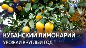 ?Более 200 лимонных деревьев вырастил в теплице житель Кубани