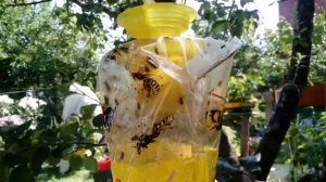 AR-046 Argus ловушка от ОС и мух