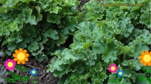 Гейхера гибридная Малахит. Краткий обзор, описание характеристик heuchera Malachite