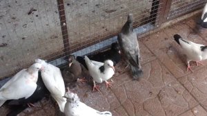 Бакинский бойные голуби шейки ?️