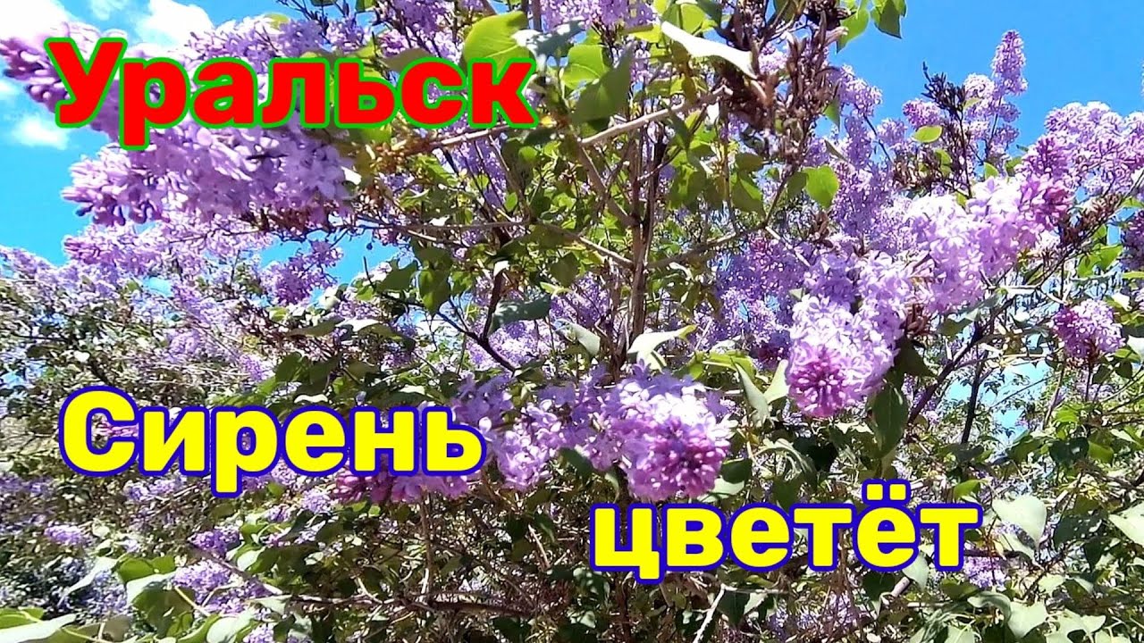 Сирень цветёт в Уральске.
