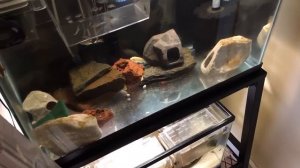 NEW EHEIM AIR PUMP✅??