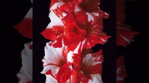 Journey into the unique world of flower 12. Rare varieties of Gladiolus.