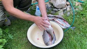 СОЛИМ РЕЧНУЮ РЫБУ В ДОМАШНИХ УСЛОВИЯХ