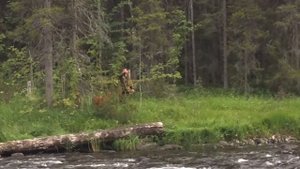 Огромная Кумжа в Карелии.