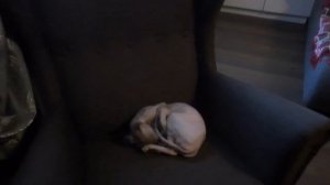 Funny Cats и самые необычные кошки на земле канадский сфинкс сфинкс кошка сфинксы