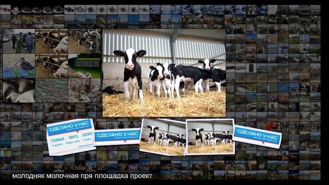 В Чеченской Республике построена первая спецплощадка по выращиванию молодняка молочных смотреть онлайн