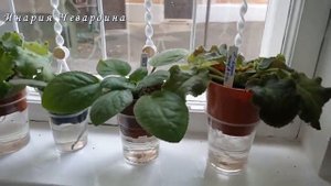 Пересадка фиалок в новый грунт.