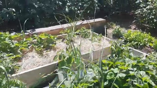 Томаты балконное чудо и сладкий перец в мешках из-под покупного грунта. смотреть онлайн