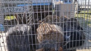 Голуби цены птичий рынок Пятигорск-ч4