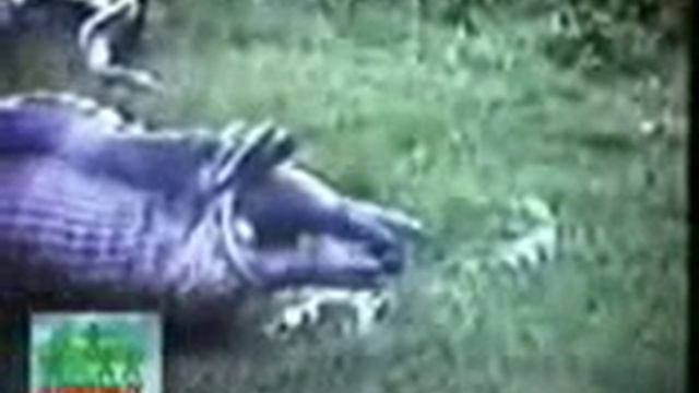 Анаконда против гиппопотама Бои животных Anaconda vs hippo смотреть онлайн