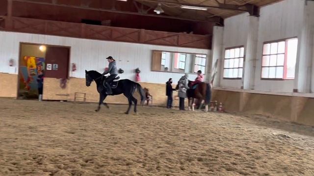 Олар, тракененский жеребец 2016г смотреть онлайн