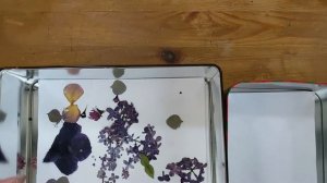 #flightyrambler Dried Flowers in a New Flower Press! Watch me work!