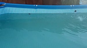 Как выглядит огород после полива водой из бассейна, обработанной перекиссью водорода