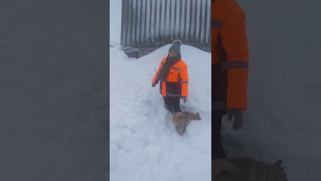 Олесь петрович
