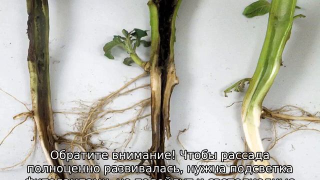 Баклажан Вера смотреть онлайн