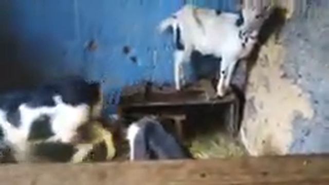 Третий день после окота //Незнаем как назвать козочку // смотреть онлайн