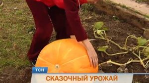 Карета для Золушки. В Перми выросла гигантская тыква
