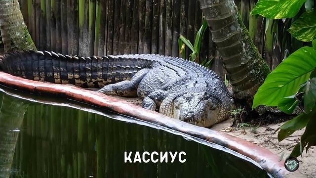 Рекорды долголетия в мире животных? Они прожили дольше своих собратьев смотреть онлайн