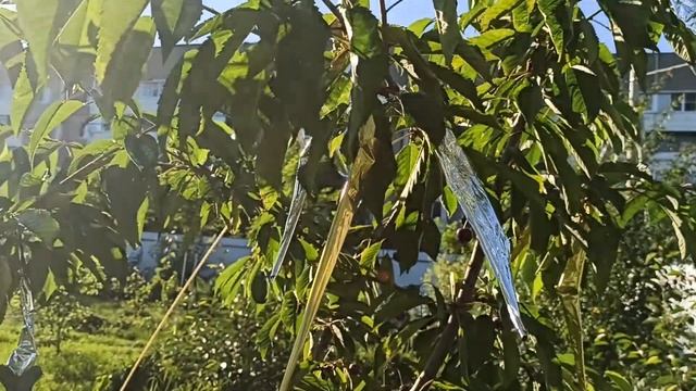 Спасаем черешню и вишню от птиц!!! смотреть онлайн