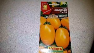 Ознакомление с томатом Золотая пуля