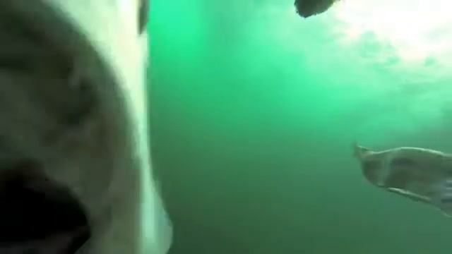 Акула под водой снимает приманку. Большая рыбалка. смотреть онлайн