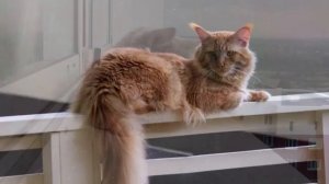 Почему кот предпринимает попытки сбежать из дома. У него на то есть веские причины