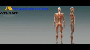 Что такое правка Атланта? Зачем нужно делать коррекцию первого шейного позвонка?
