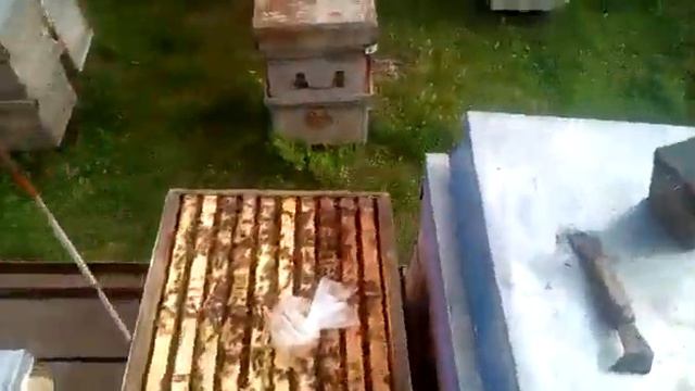Способ подсиливания ослабшей семьи молодой пчелой! Подсиливание слабых семей весной 2019