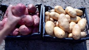 ВЫСАЖИВАЕМ  КАРТОФЕЛЯ НА УРОЖАЙ / КАК ВЫРАСТИТЬ ВЕДРО КАРТОФЕЛЯ С КУСТА