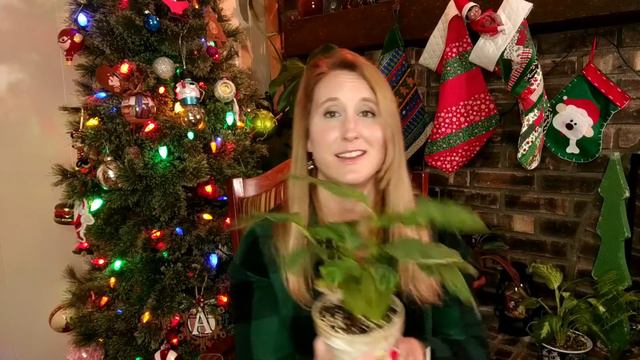 House plants I have been struggling with || Houseplant Fails смотреть онлайн