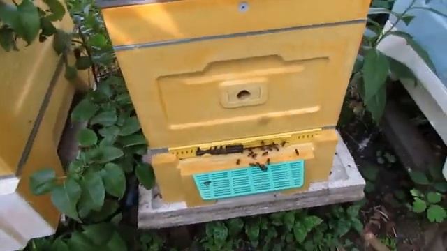 улей Кука, который становится все больше популярным среди пчеловодов - часть 4 - облет трех маток