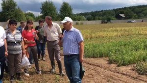 О сортах зернобобовых и агротехнике возделывания