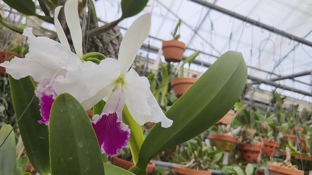 Cattleya labiata semi-alba 라비아타 쎄미알바 смотреть онлайн