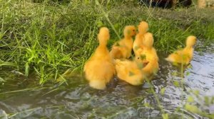 Завтрак Обед   Ужин  Азербайджанская Кухня Деревенская Кухня  Рецепты